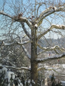 A view off Dabby's porch to the winter wonderland...